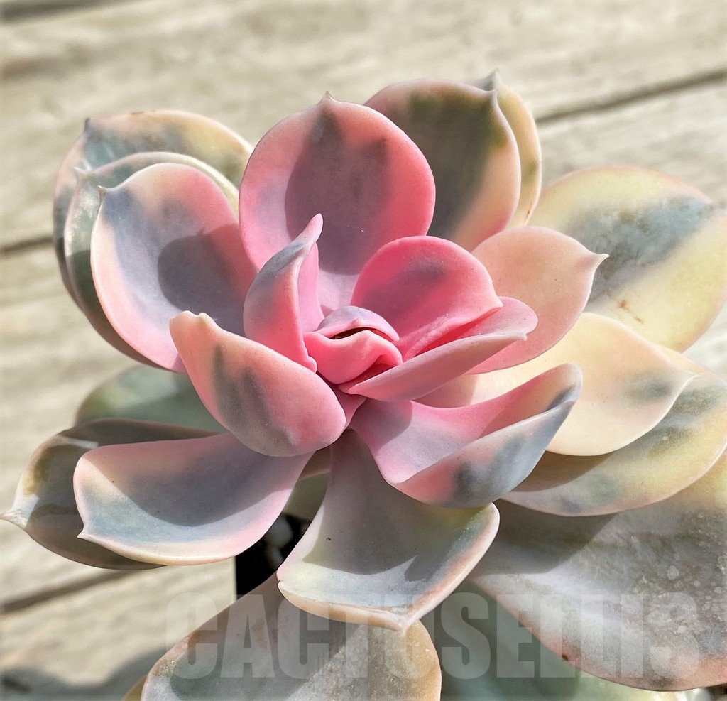 SHPR27252 Echeveria 'Rainbow'