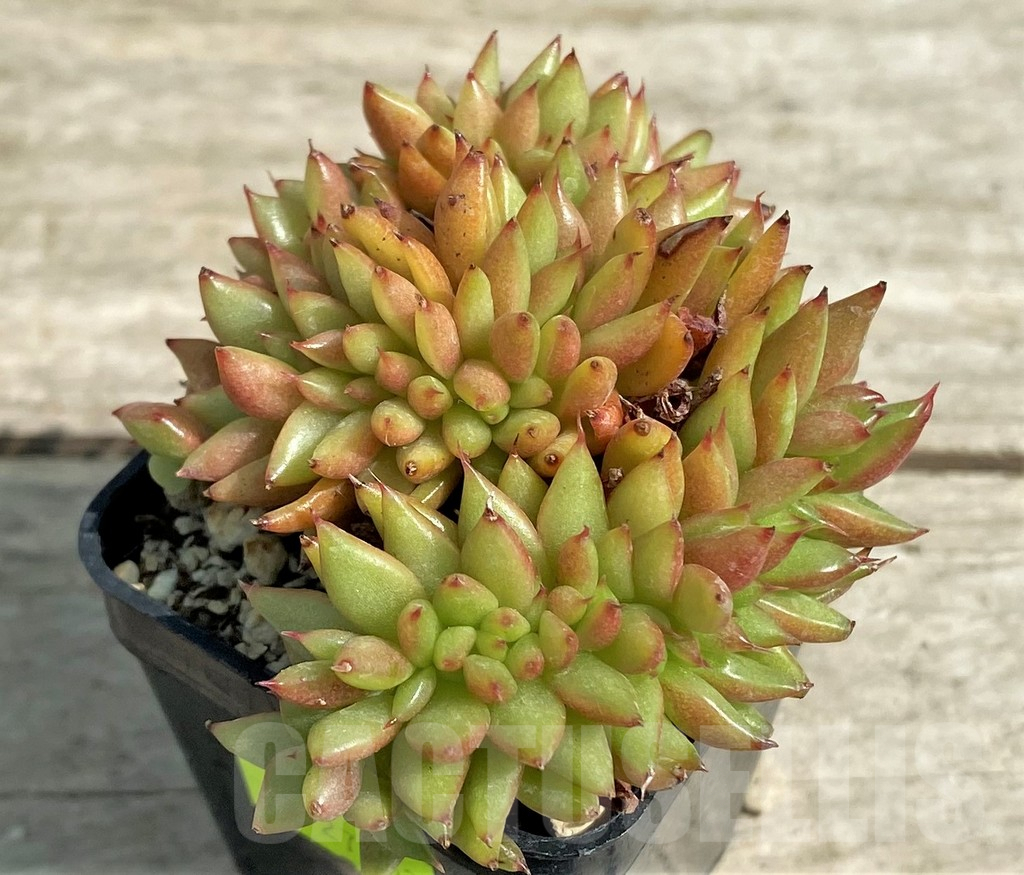 SHPR27253 Echeveria agavoides f. cristata