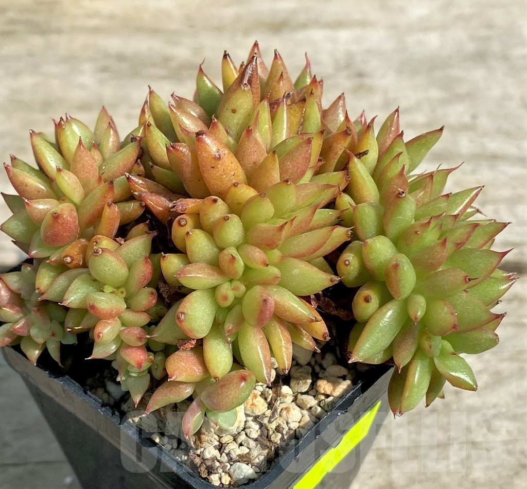 SHPR27253 Echeveria agavoides f. cristata – Image 2
