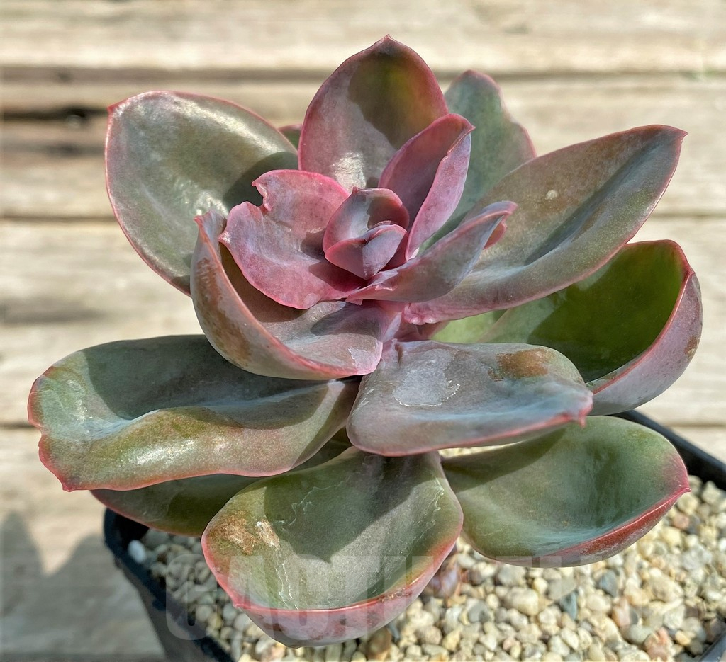 SHPR27254 Echeveria 'Decora'