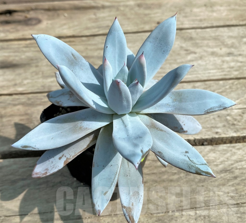 SHPR27255 Echeveria 'Mexicano' x laui – Image 2