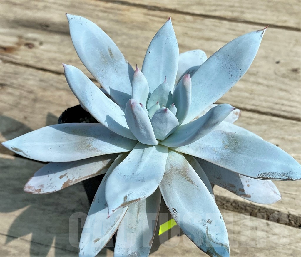 SHPR27255 Echeveria 'Mexicano' x laui