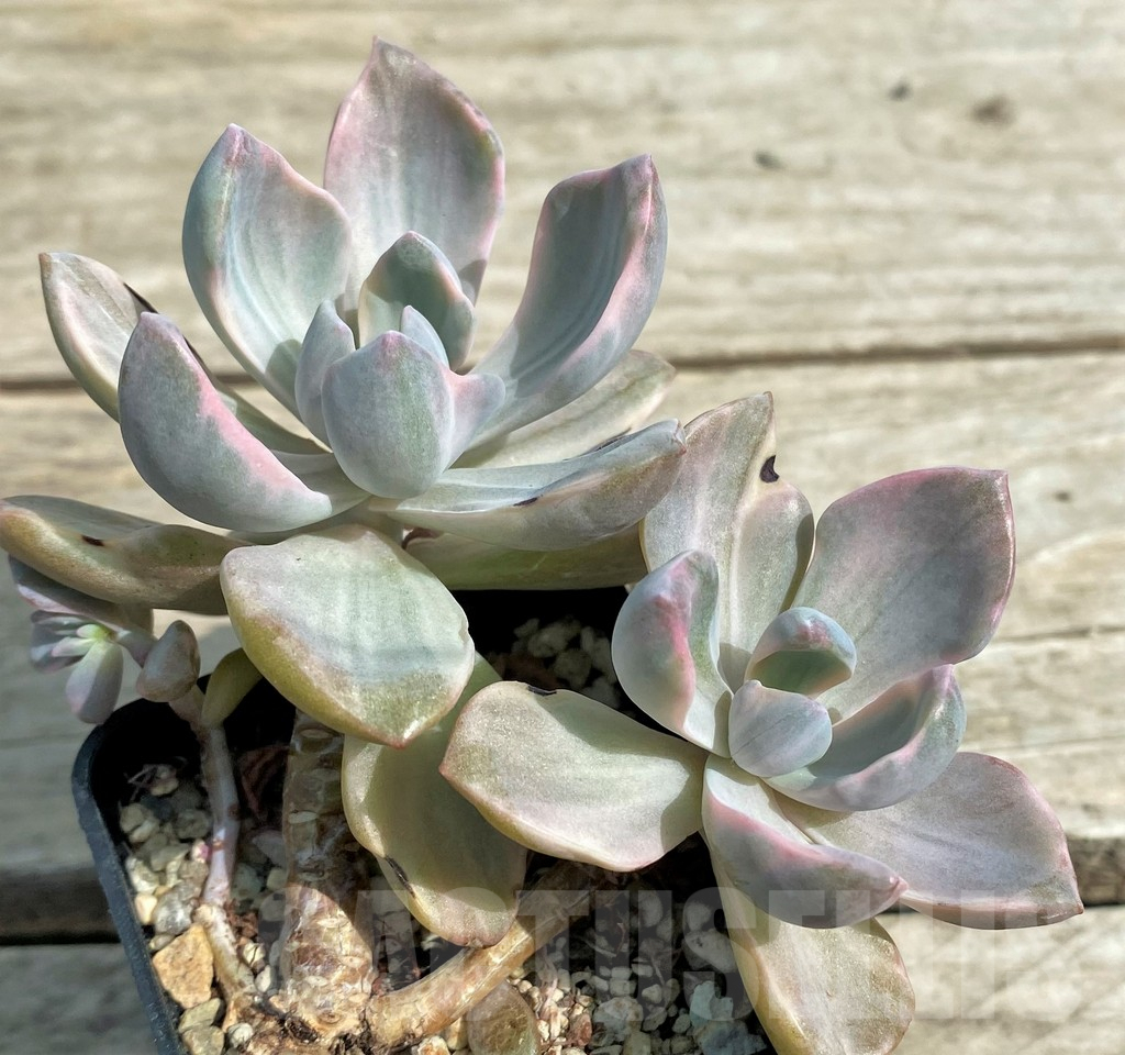 SHPR27257 Graptoveria ‘Mrs Richards’ f. variegata