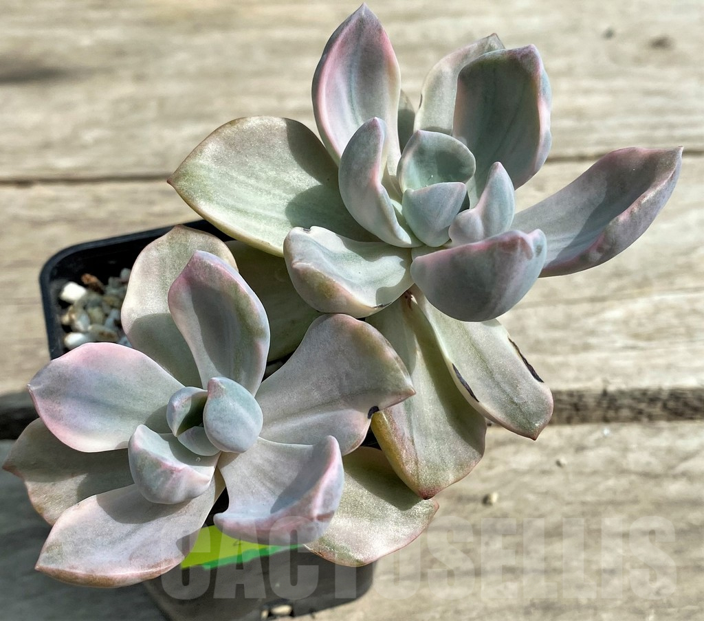 SHPR27257 Graptoveria ‘Mrs Richards’ f. variegata - Image 2