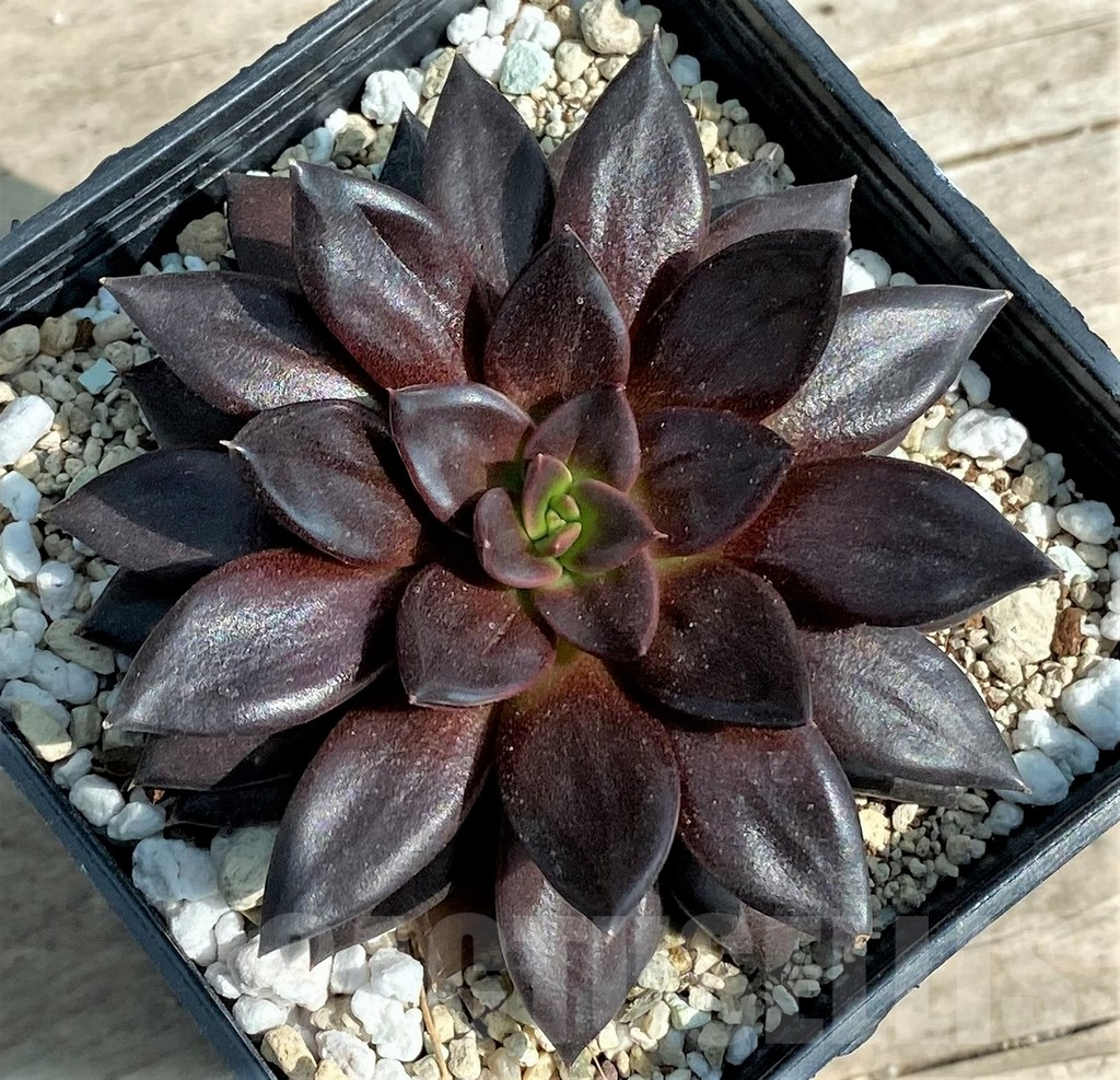 SHPR27258 Echeveria 'Black Prince'
