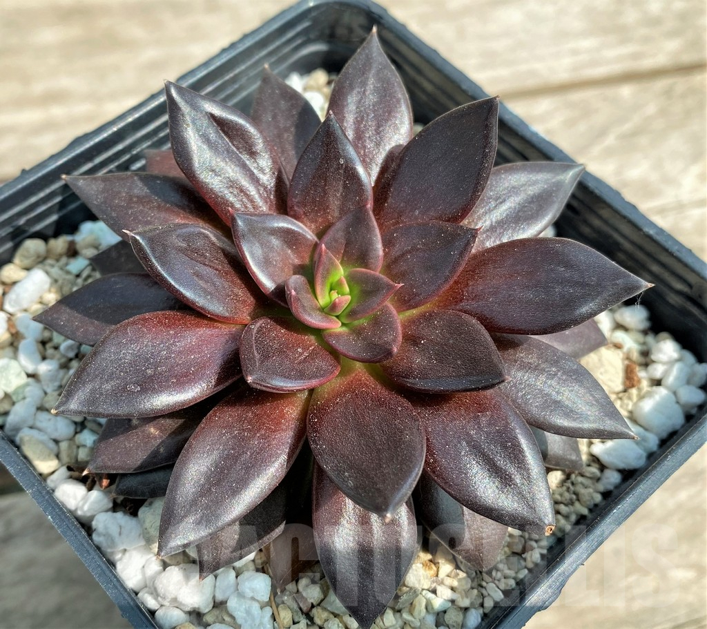 SHPR27258 Echeveria 'Black Prince' - Image 2