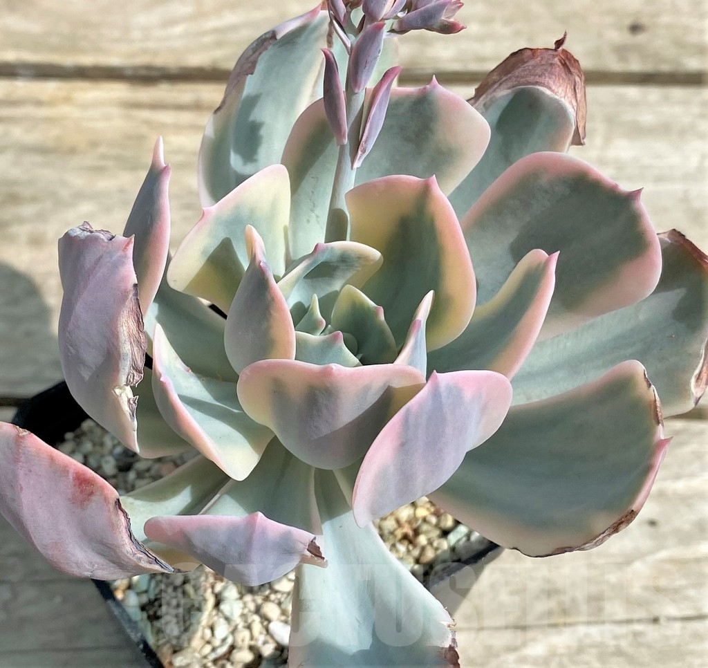 SHPR27260 Echeveria imbricata f. variegata
