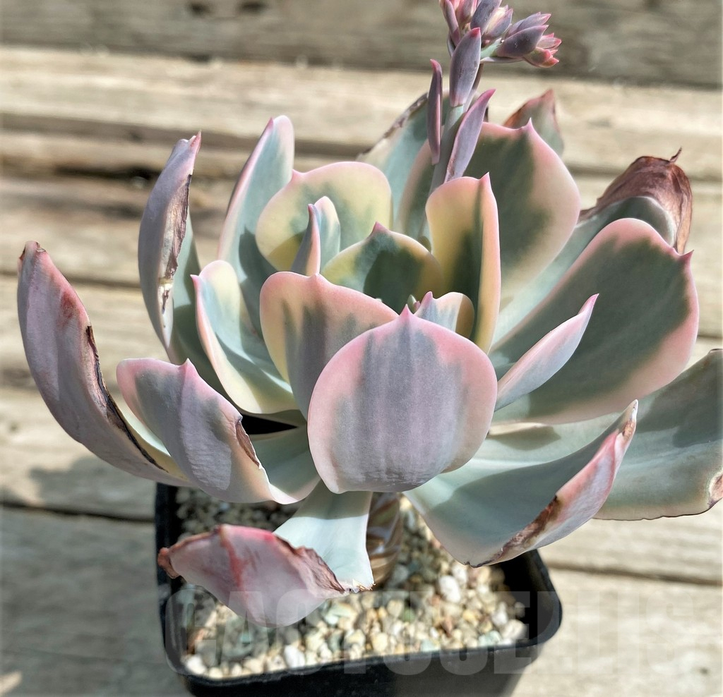 SHPR27260 Echeveria imbricata f. variegata – Image 2