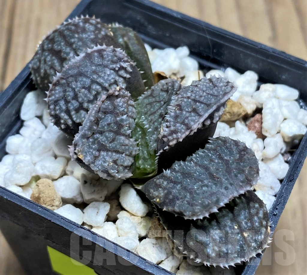 SHPR27261 Haworthia 'Mordor' - Image 2