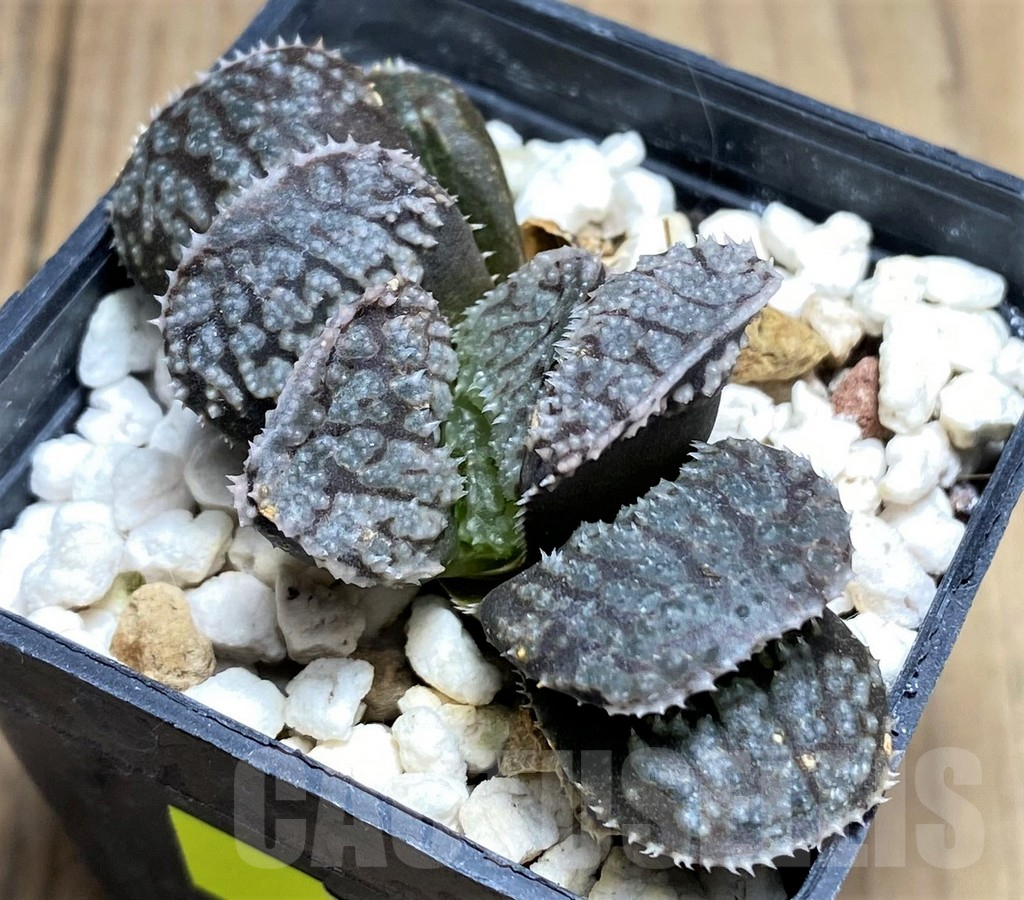 SHPR27261 Haworthia 'Mordor'