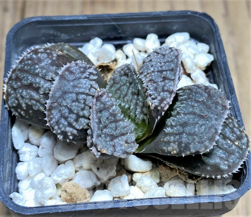 SHPR27261 Haworthia 'Mordor' - Image 3