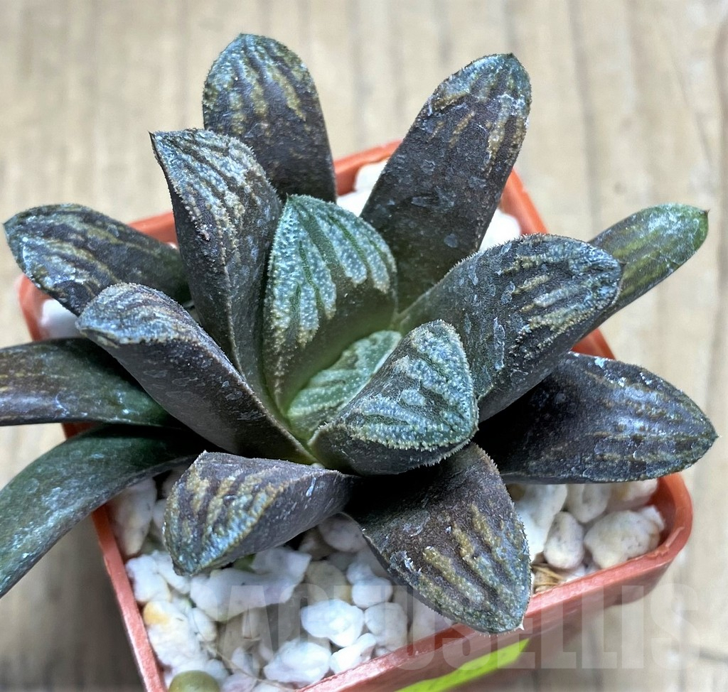 SHPR27262 Haworthia truncata multihybrid -China-