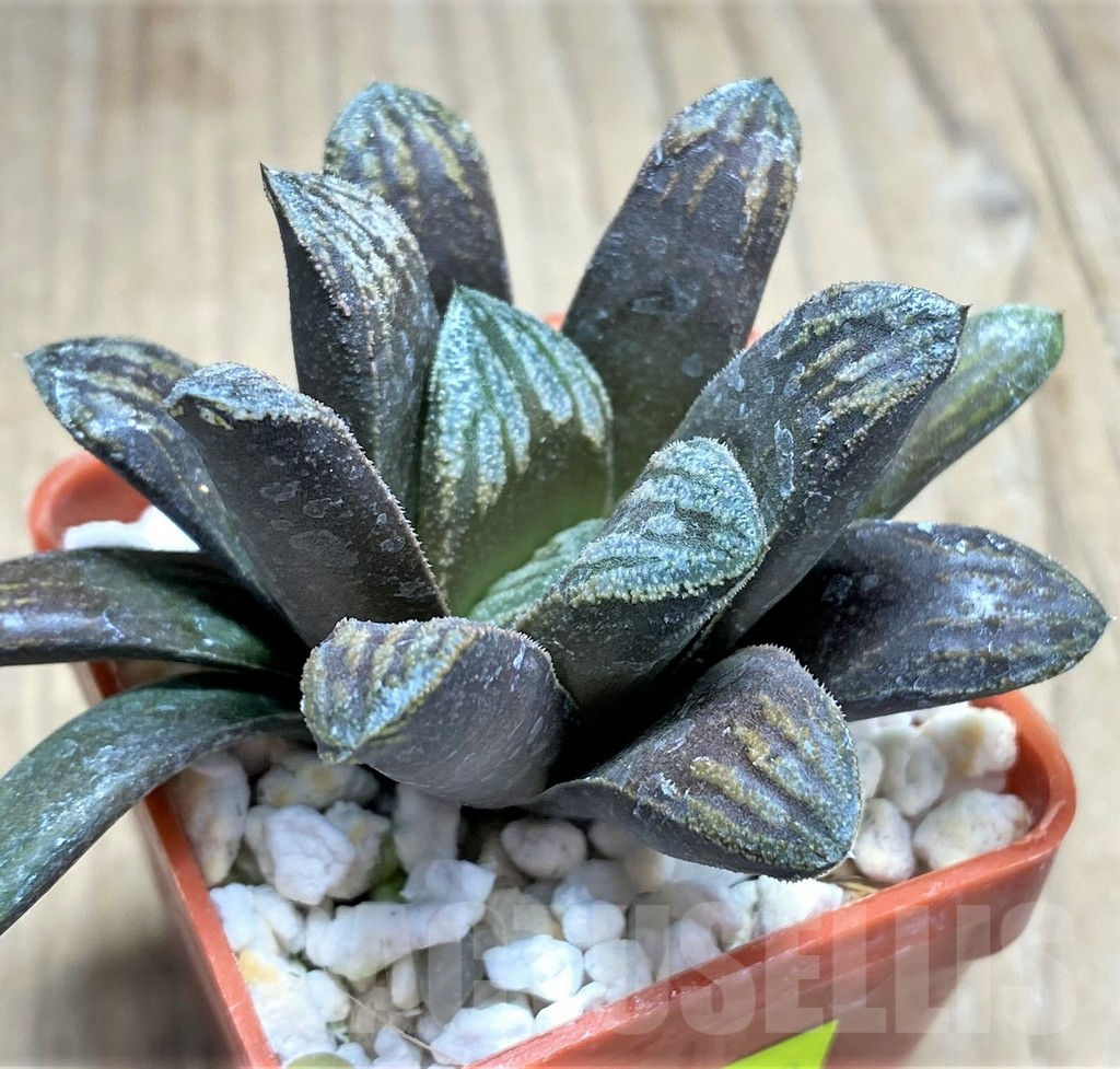 SHPR27262 Haworthia truncata multihybrid -China- – Image 2