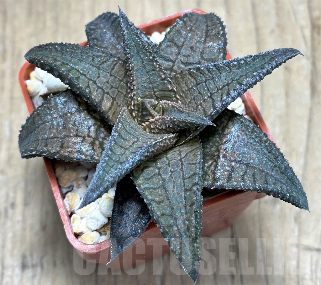 SHPR27263 Haworthia tessellata x koelmaniorum - Image 2