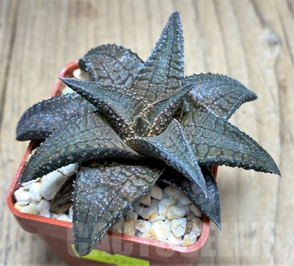 SHPR27263 Haworthia tessellata x koelmaniorum