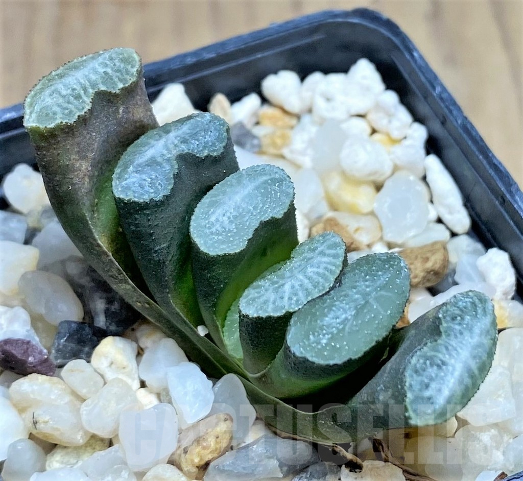 SHPR27264 Haworthia truncata -Japan-