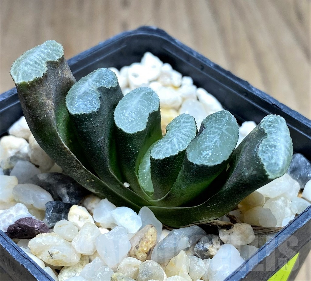 SHPR27264 Haworthia truncata -Japan- - immagine 2