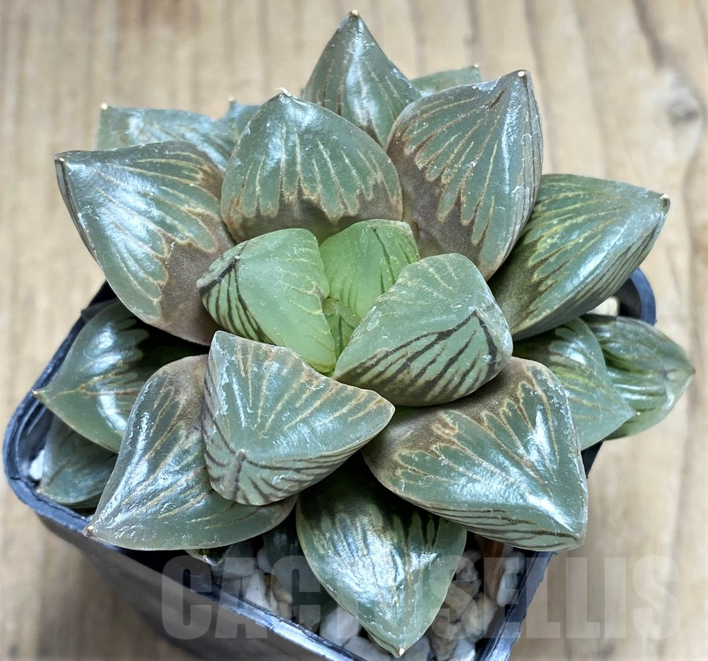 SHPR27266 Haworthia obtusa 'Black star'