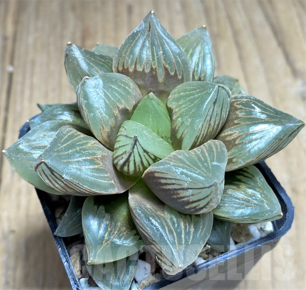 SHPR27266 Haworthia obtusa 'Black star' - immagine 3