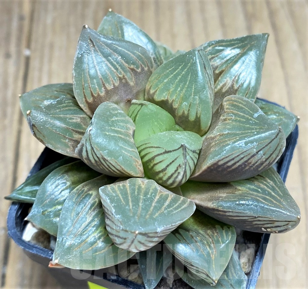 SHPR27266 Haworthia obtusa 'Black star' - immagine 2