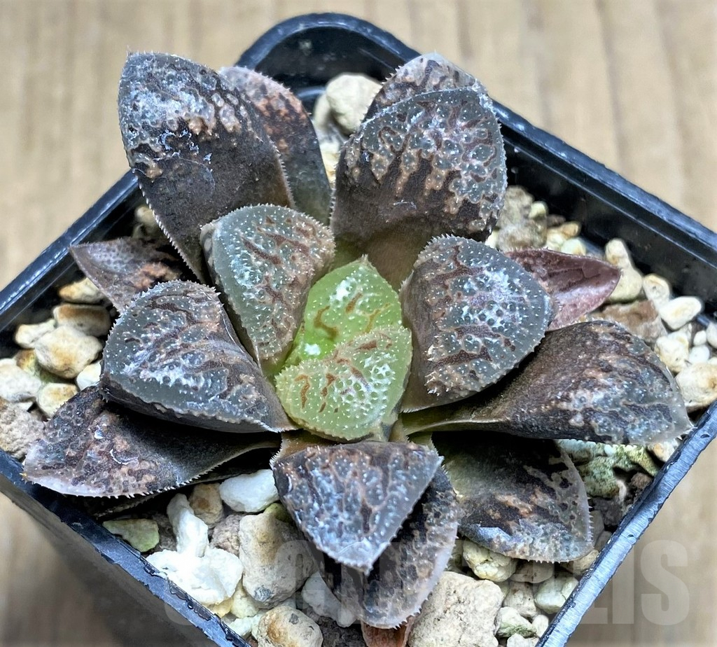 SHPR27267 Haworthia 'Hakuteijyo' x emelyae 'Major'