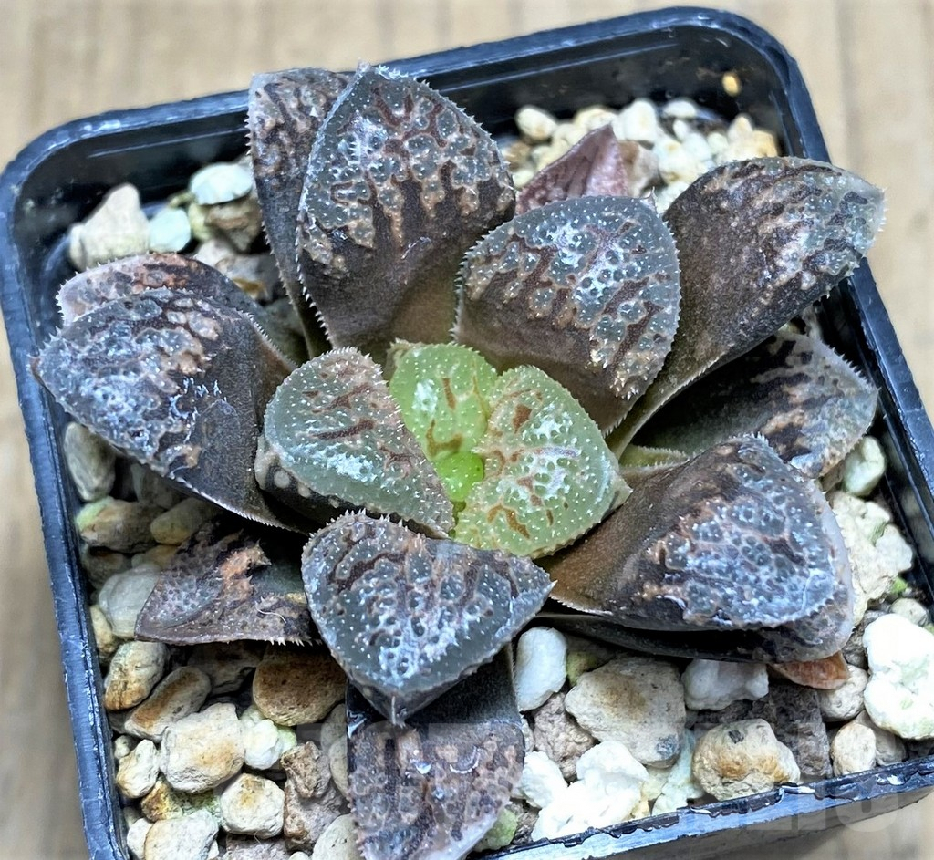 SHPR27267 Haworthia 'Hakuteijyo' x emelyae 'Major' - immagine 2