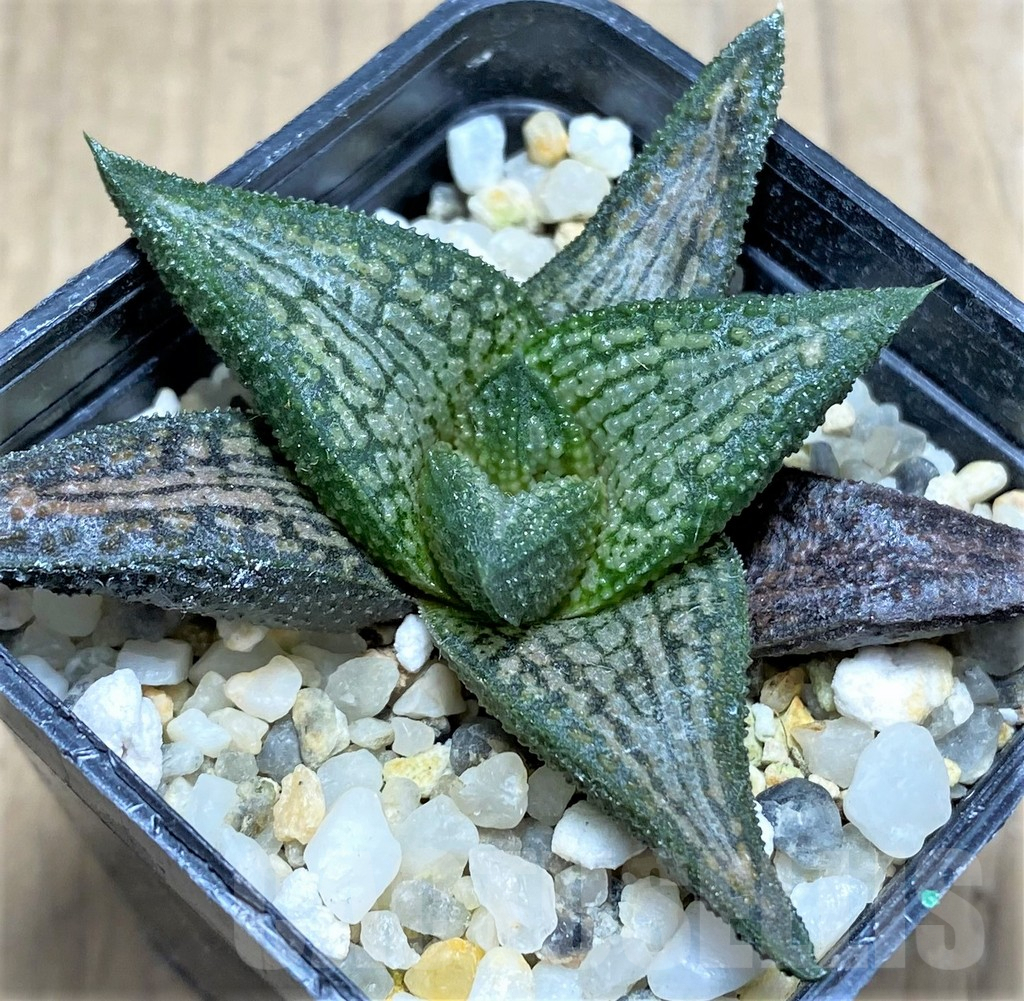 SHPR27271 Haworthia ‘Kintaikyo’ - immagine 2
