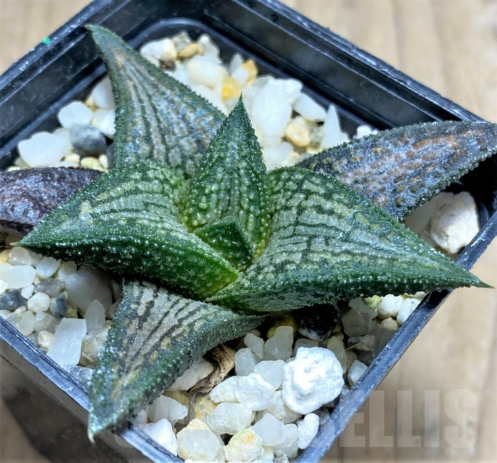 SHPR27271 Haworthia ‘Kintaikyo’