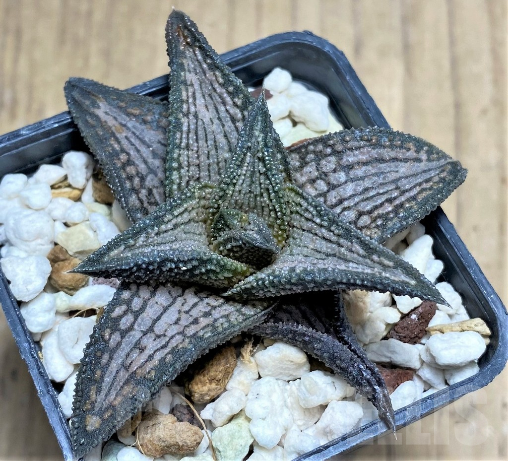SHPR27272 Haworthia ‘Kintaikyo’ - immagine 3
