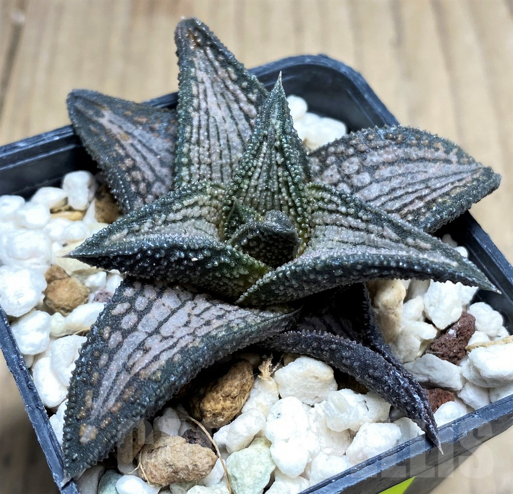 SHPR27272 Haworthia ‘Kintaikyo’ - immagine 2