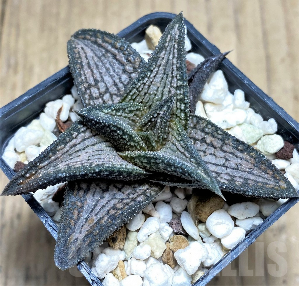 SHPR27272 Haworthia ‘Kintaikyo’