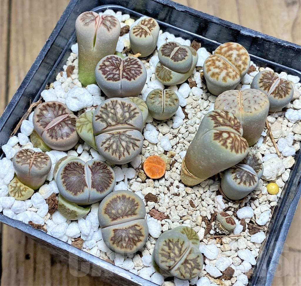 SHPR27227 Lithops julii 'Kikushogiyoku' mix - Obrázek 2
