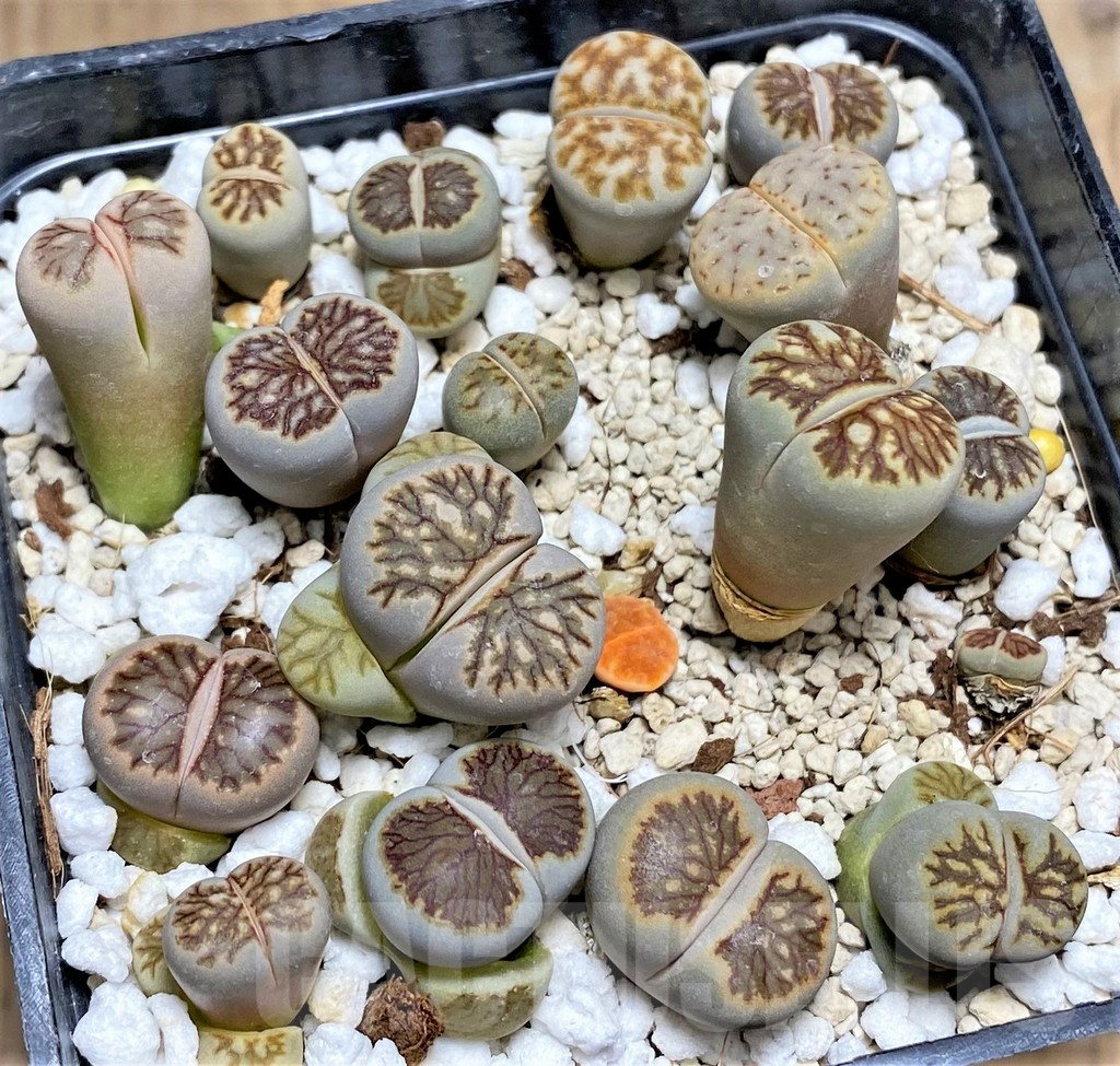 SHPR27227 Lithops julii 'Kikushogiyoku' mix