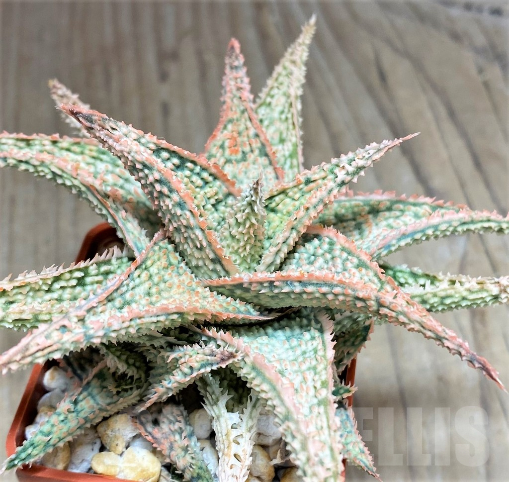 SHPR27286 Aloe hybrid