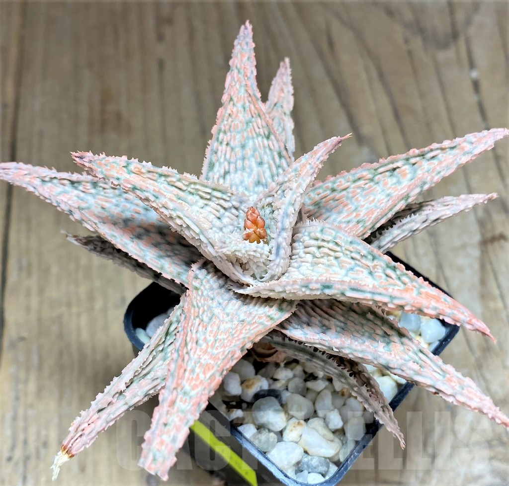 SHPR27287 Aloe hybrid - Obrázek 2