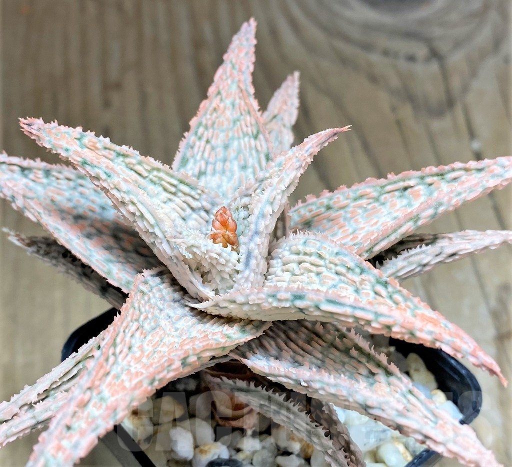 SHPR27287 Aloe hybrid