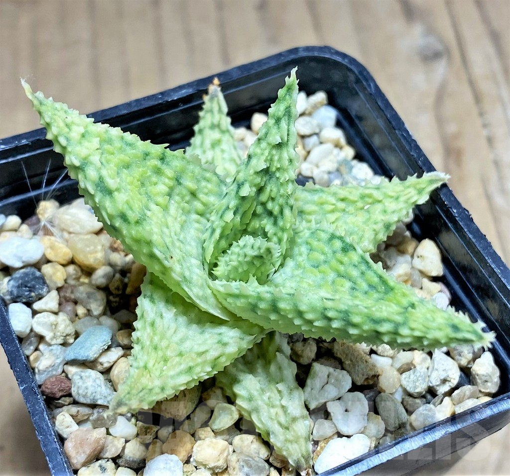 SHPR27294 Aloe hybrid