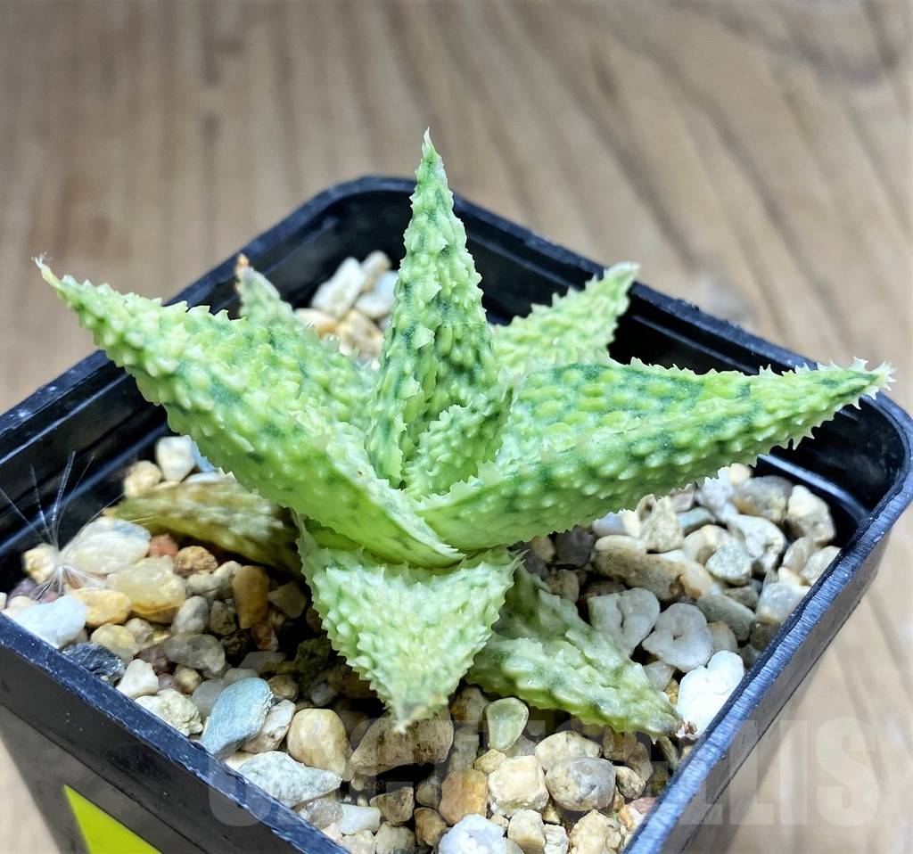 SHPR27294 Aloe hybrid - Image 2