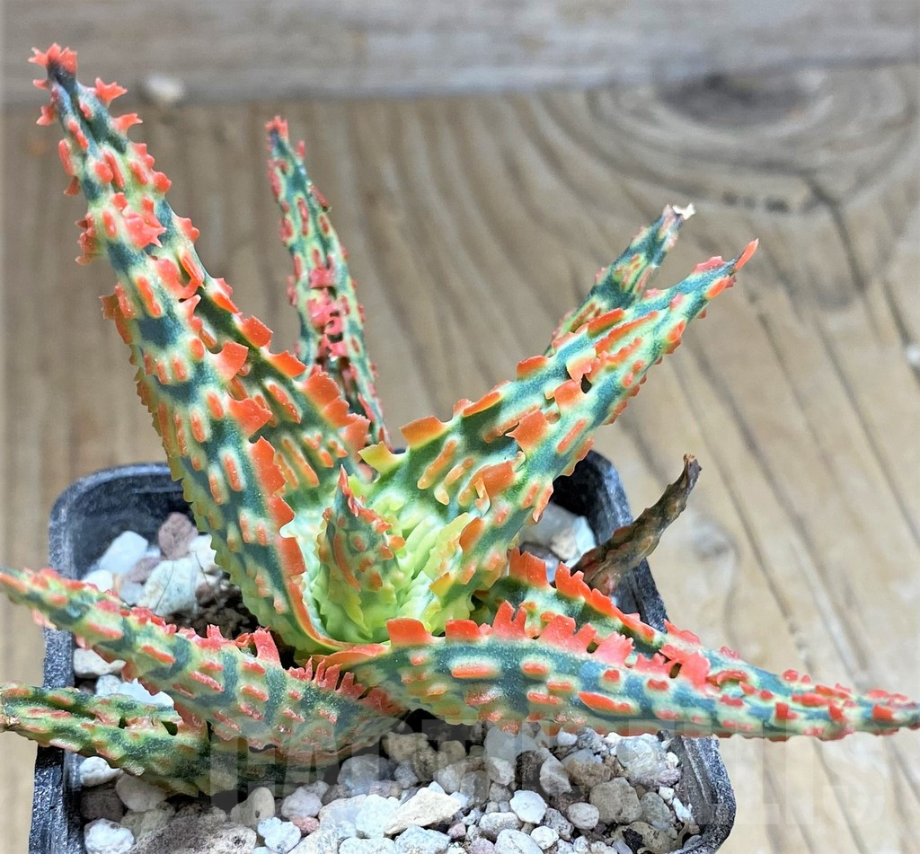 SHPR27304 Aloe TCT hybrid