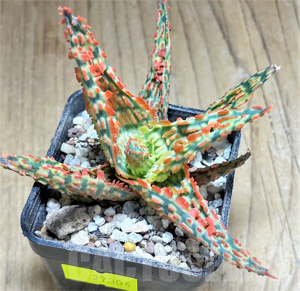 SHPR27304 Aloe TCT hybrid - Obrázek 2