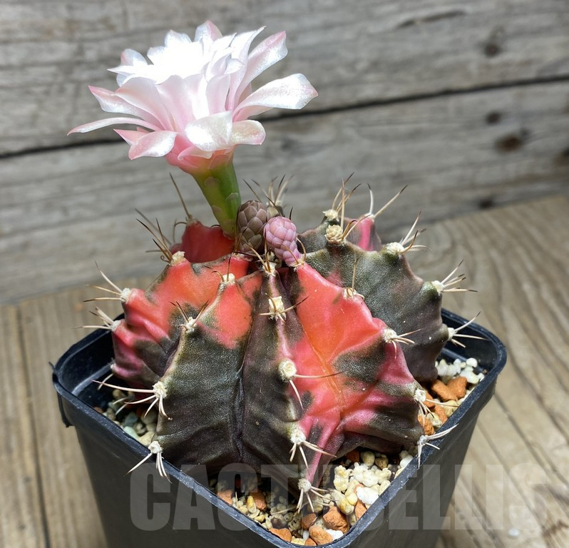 VVG27305 Gymnocalycium mihanovichii f.variegata