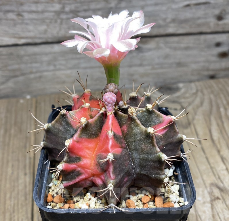VVG27305 Gymnocalycium mihanovichii f.variegata - Obrázek 2