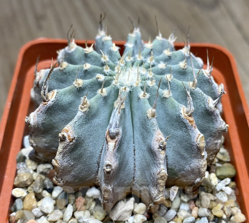 VVG27308 Geohintonia mexicana seedling own roots