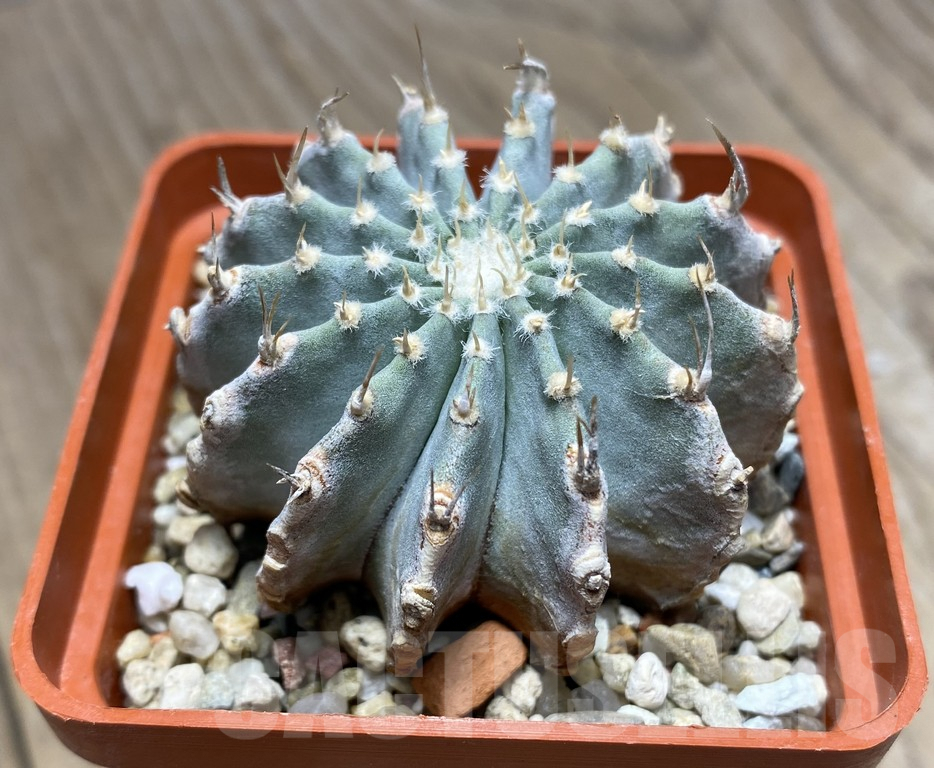 VVG27308 Geohintonia mexicana seedling own roots - Obrázek 2