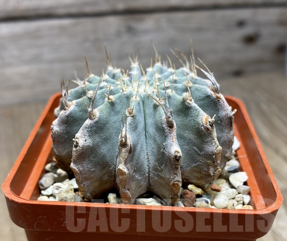 VVG27308 Geohintonia mexicana seedling own roots - Obrázek 3