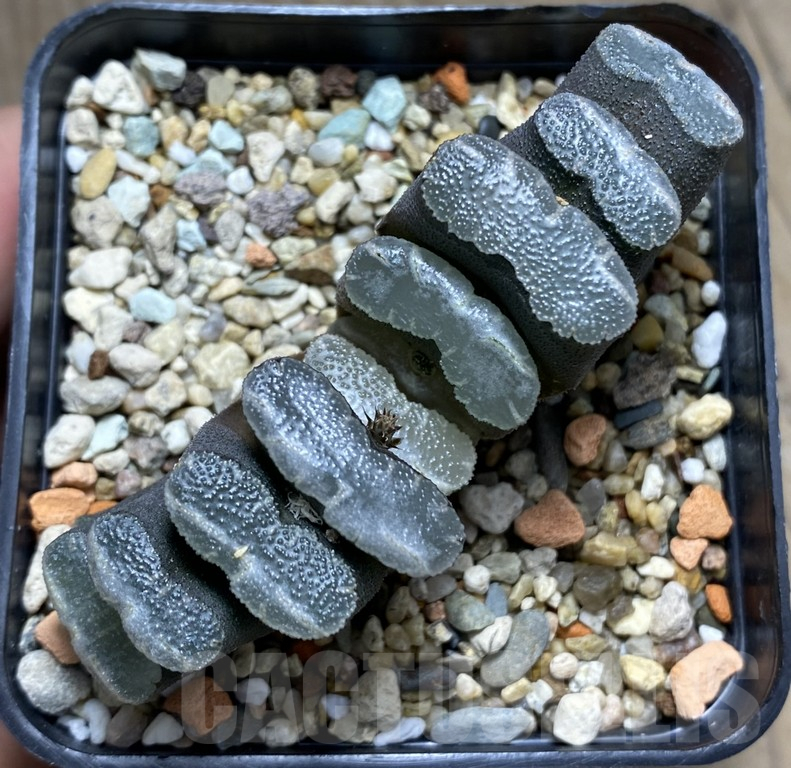 VVG27313 Haworthia truncata -Japan- SH