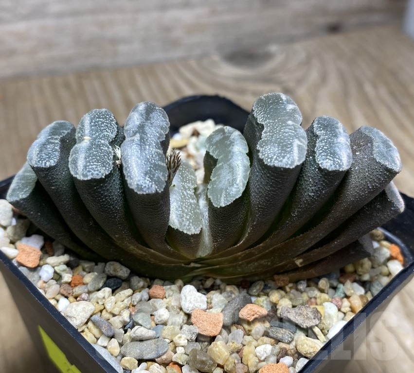 VVG27313 Haworthia truncata -Japan- SH - Obrázek 2