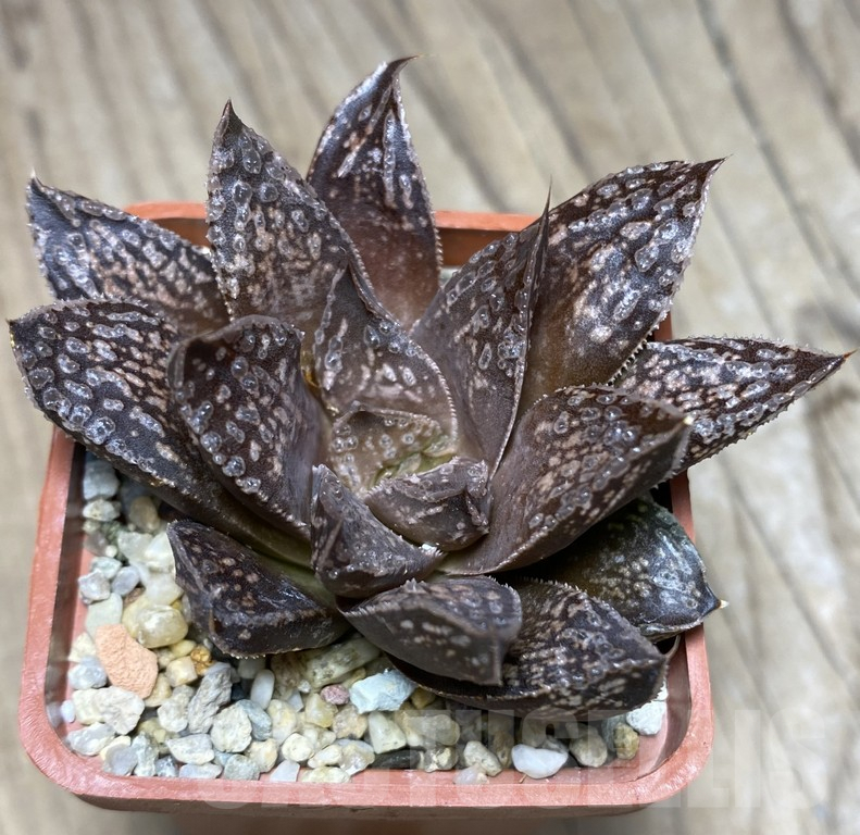 VVG27320 Haworthia 'Andrey'