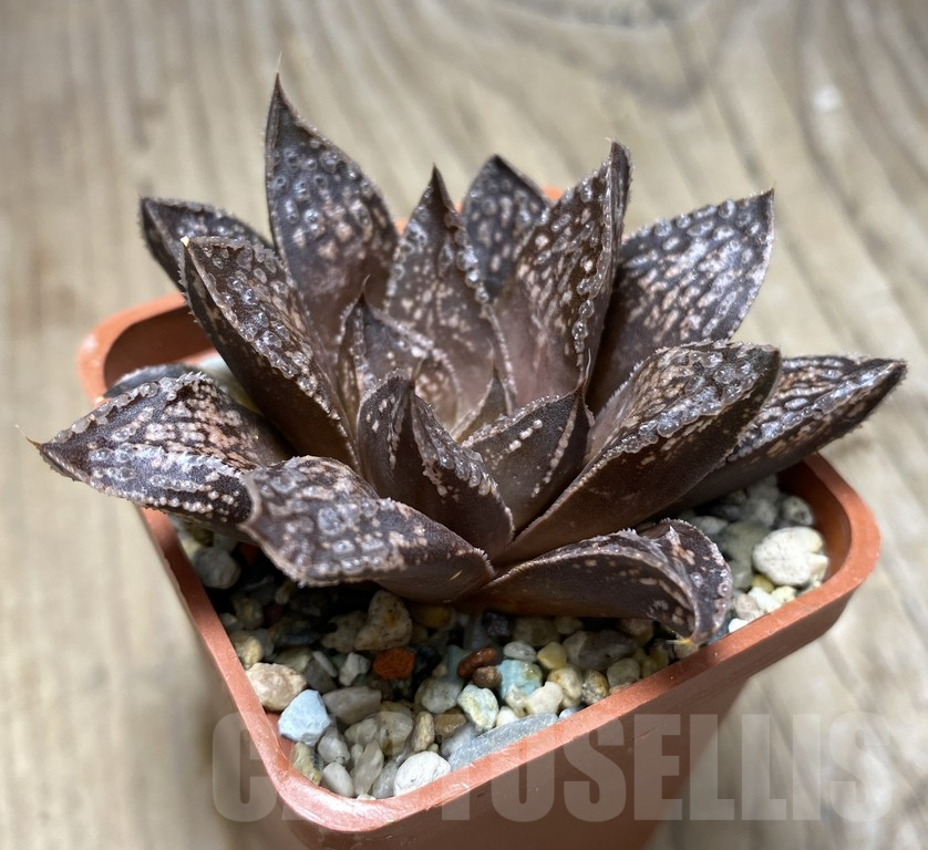 VVG27320 Haworthia 'Andrey' - Image 2