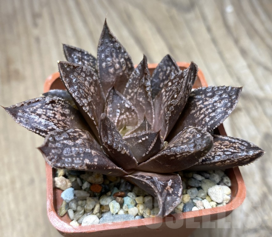 VVG27320 Haworthia 'Andrey' - Image 3